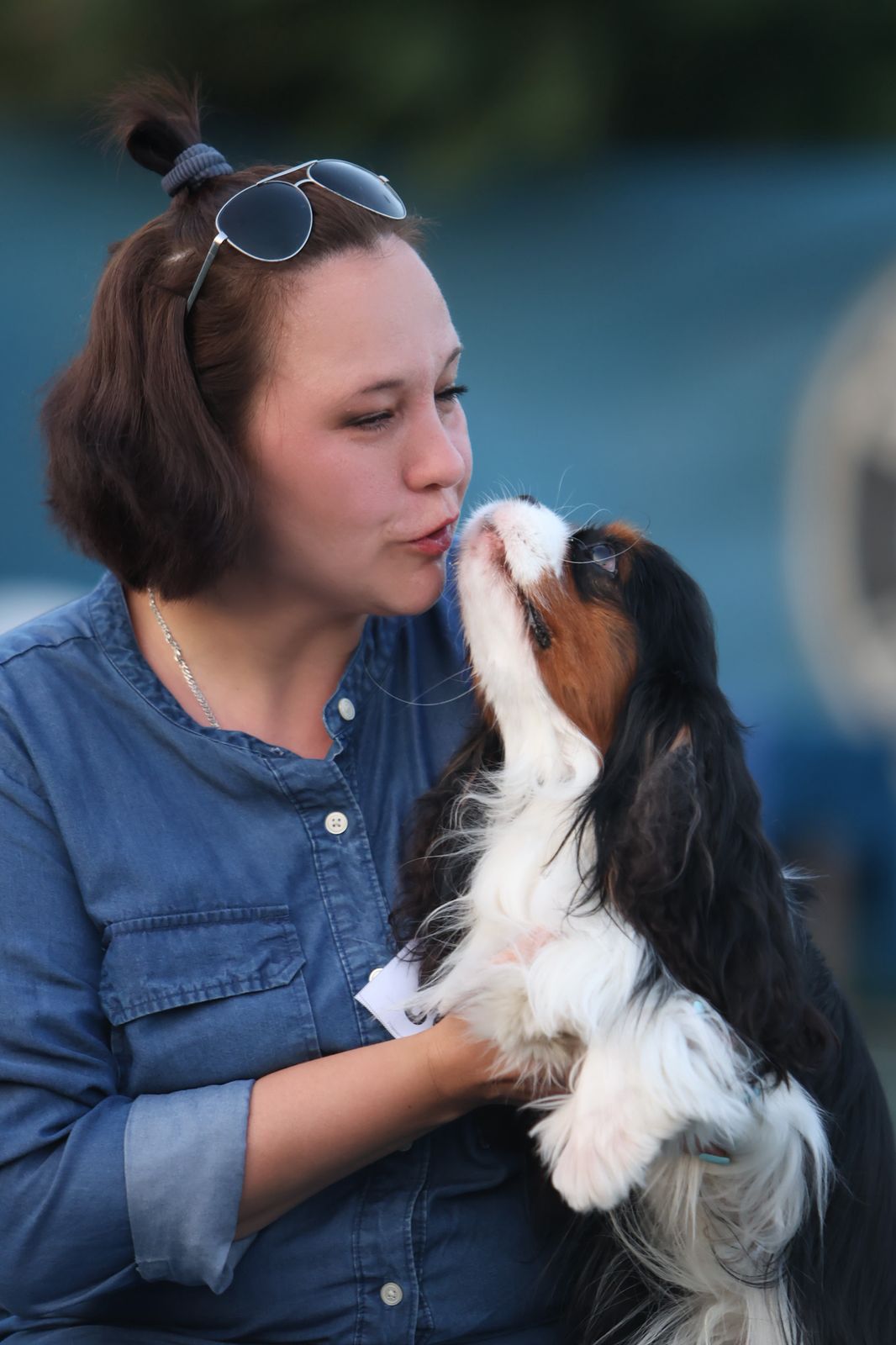 Cavalier King Charles Spaniel